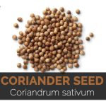 Coriander Seeds