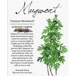 Mugwort