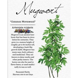 Mugwort